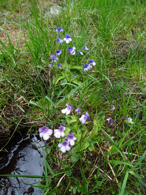 Pinguicula leptoceras  (Lamiales - Lentibulariaceae)